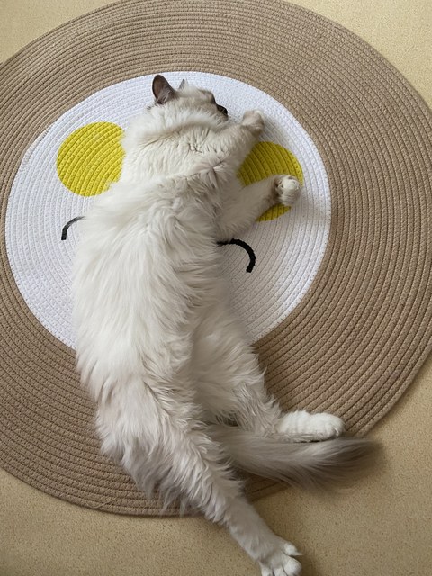 A fluffy white cat lying on a round mat